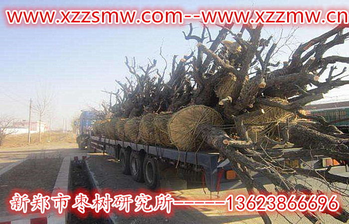 20-30公分工程专用枣树