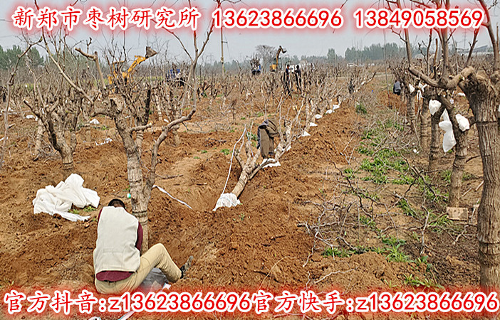 10公分枣树正在热销中