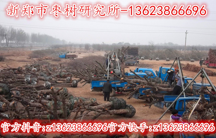 15公分工程专用枣树正