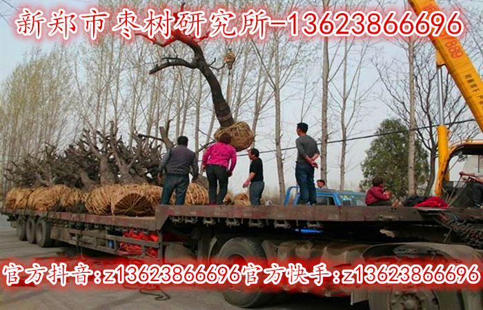 20公分上枣树正在热销