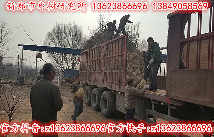 3cm冬枣树正在热销中