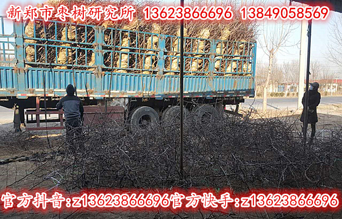2公分冬枣苗正在热销