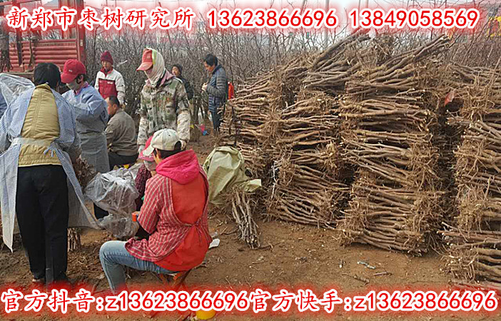 2公分冬枣苗正在热销