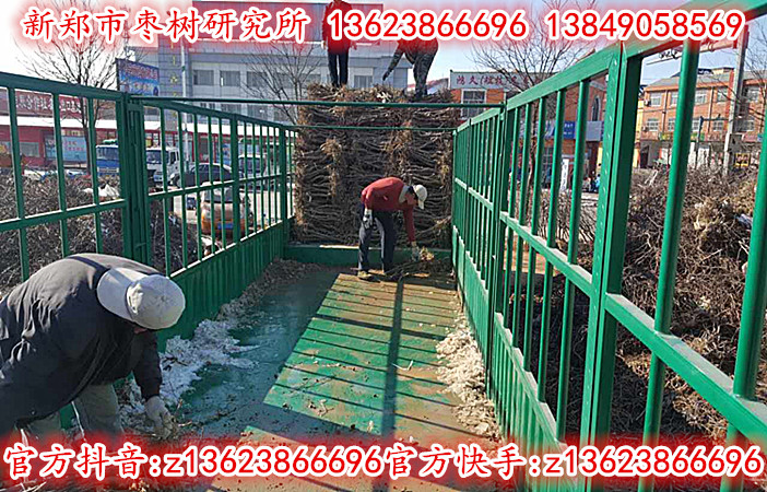 2公分冬枣苗正在热销