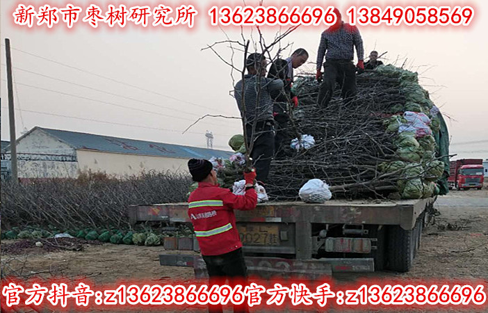 3-5公分冬枣树苗正在