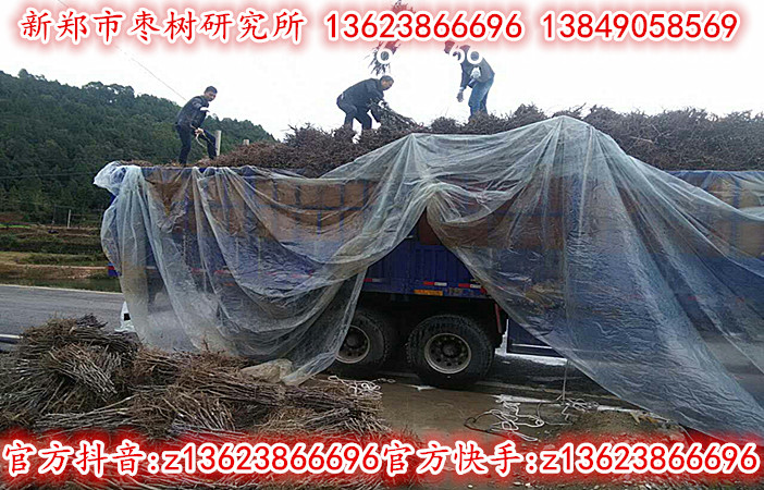 1cm冬枣苗正在热销中