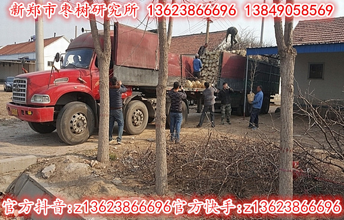 3-5公分冬枣树苗正在