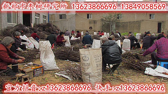 枣接穗加场_2