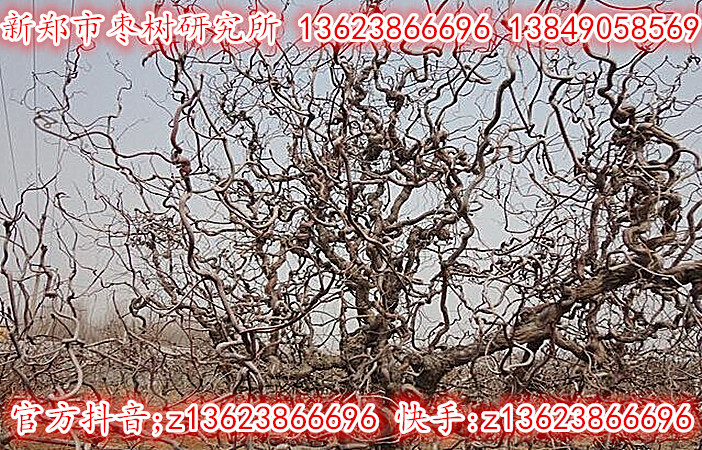 景观龙须枣树_1