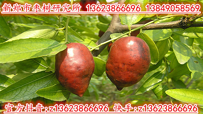 牛奶枣