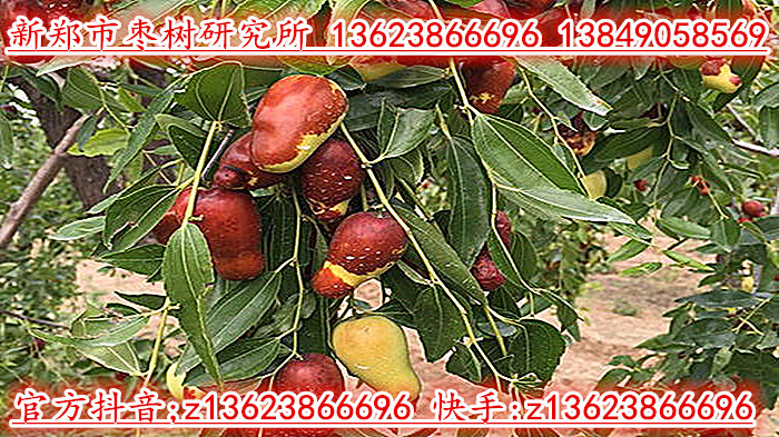 羊奶枣
