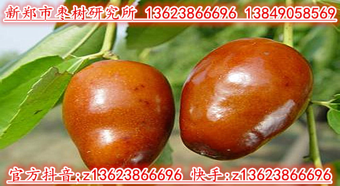 芒果枣