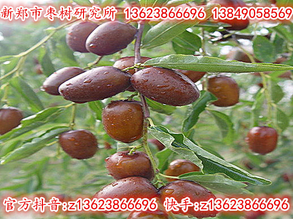 灰枣