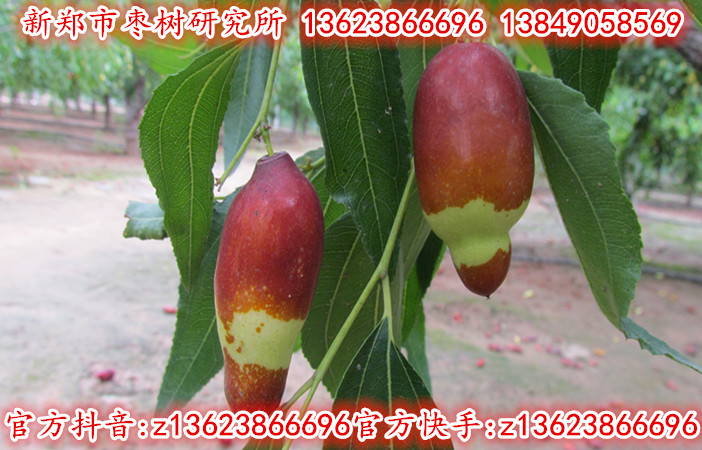 羊奶枣2代