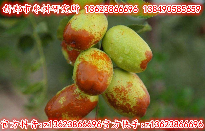 新郑特早熟