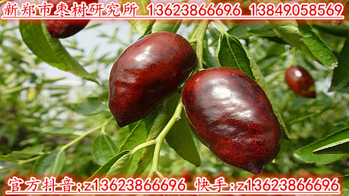 辣椒枣4代