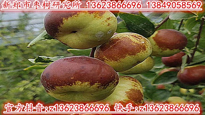 蟠枣3代